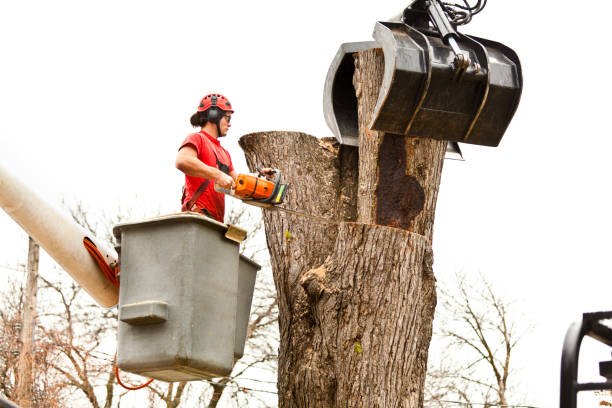 Best Root Management and Removal  in West Bay Shore, NY