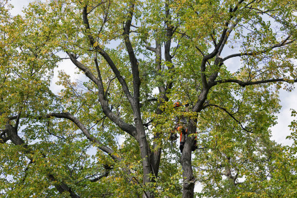 How Our Tree Care Process Works  in  West Bay Shore, NY